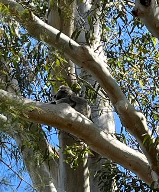A koala sitting in the brances of a tree in the school playground