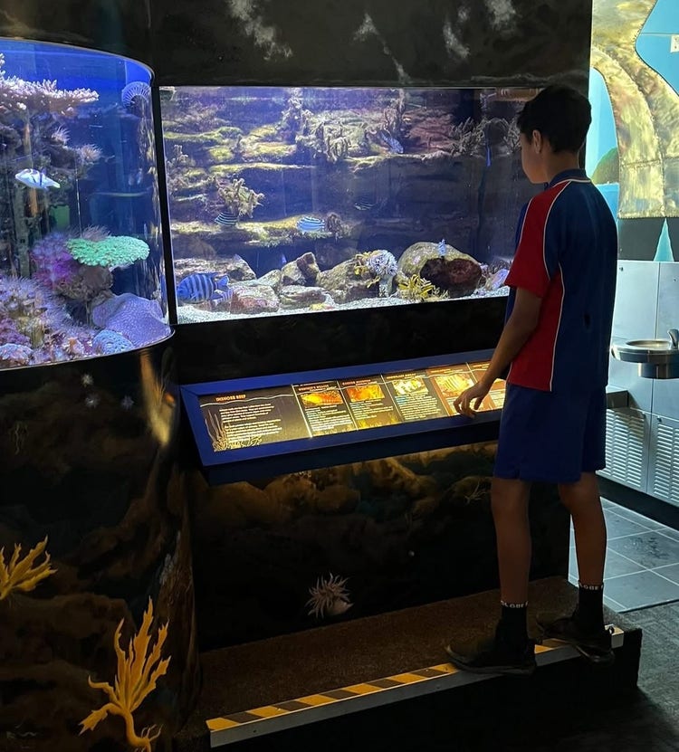 A year five student stands looking into an aquarium during an excursion